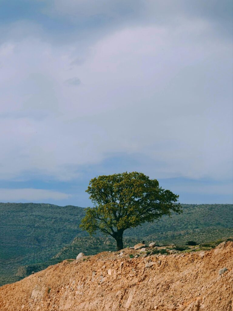 Top Road Trip Apps: Enhancing Route Planning Efficiency