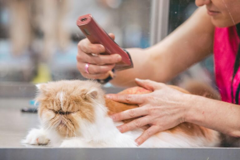 New Pet Care Apps Launching to Enhance Owner Experience