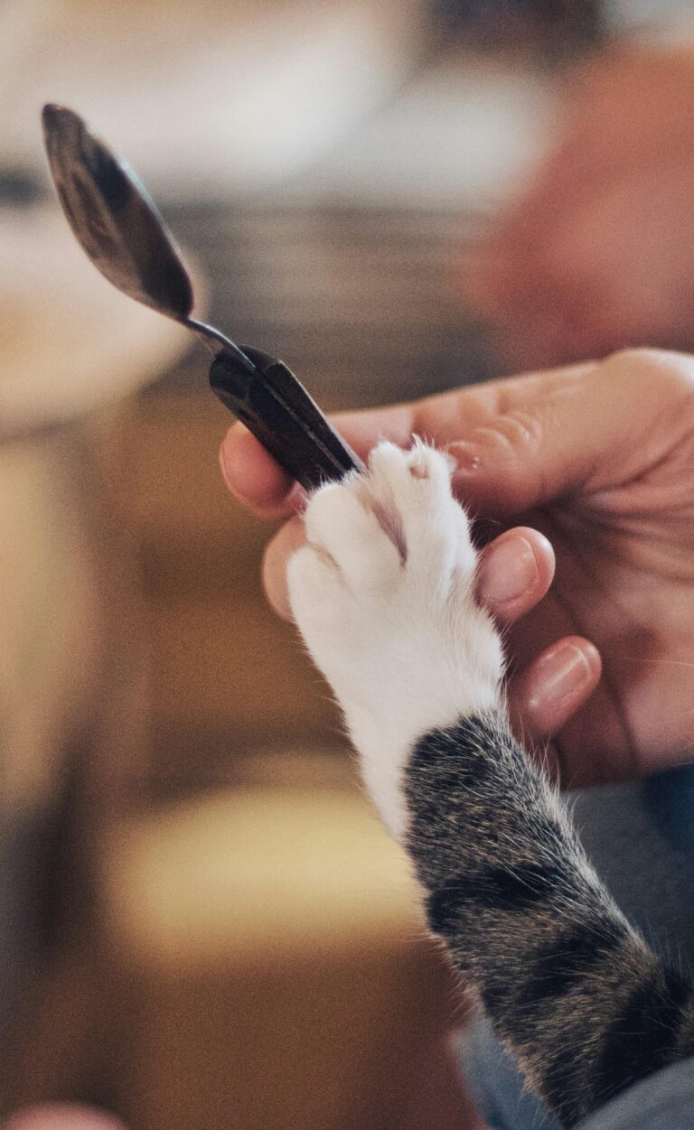 Recent Innovations Spark Growth in Pet Care Apps Market